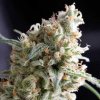 Pyramid Seeds Kukulkán semena neobsahuji THC 100 ks