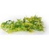Unionstar Ceratopteris M 30 cm vel.M