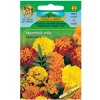 Nohel Garden Aksamitník rozkladitý nízky plnokvetý zmes