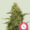Royal Queen Seeds Semená Konope Northern Light Feminizované 3 ks