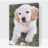 Vymalujsisam.sk Maľovanie podľa čísiel - Šteňa labradora Veľkosť: 40x60cm, Rám: Na kartónovej doske