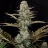 Doctors Choice - DC Kush 3 ks - Semená neobsahujú THC