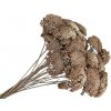 Stabilizované sušené kvety Rebríček - Achillea 200g - vintage hnedá