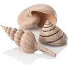 BiOrb Sea Shells Decor Set natural 13, 6,5, 9,5 cm
