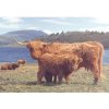 HOP Škótsky náhorný dobytok 1000 dielov