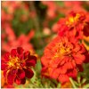 Aksamietnica rozložitá Carmen - Tagetes patula nana - predaj semien - 0,3 g
