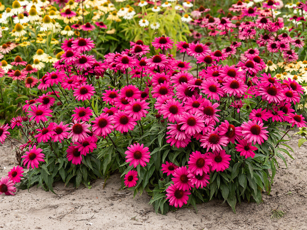 Echinacea purpurová Sensation Wild Romance, kont. 1 l