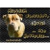Pozorpes.sk, výstražná tabuľka (Ali americký stafford terrier)
