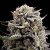 Silent Seeds Cannabis Seeds B-45 od Booba Feminized 3 ks