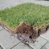GRASSTEX Trávnikový koberec 2,1x25m + sieťka proti krtom 2x25m