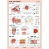 Zmyslové orgány - A4 karta