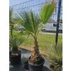 Washingtonia robusta s výškou kmeňa 55 cm v celkovej výške 220 cm