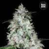 Bulk Seed Bank - Auto OG Kush 500 ks - Semená neobsahujú THC