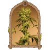 Exotic Seed - White Jewel regular 5 ks - Semená neobsahujú THC