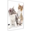 Vertikálny foto obraz sklo tvrdené Dve malé mačiatka 50x100 cm