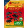 Tropical Gammarus 12 g