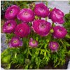 Iskerník plnokvetý fialový - Ranunculus asiaticus - predaj cibuľovín - 3 ks