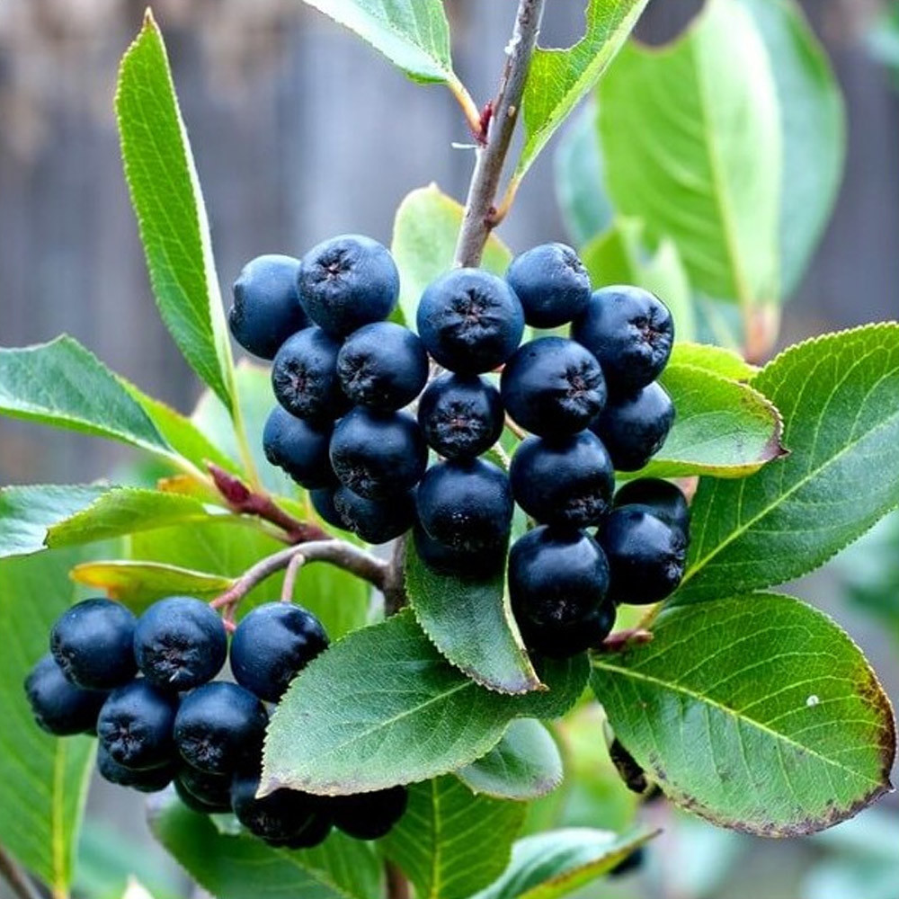 Arónia melanocarpa čiernoplodá NERO