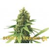 Super Strains - DFA Auto 10 ks - Semená neobsahujú THC.