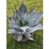 Agave colorata ‘Supreme’ v šírke 22 cm, výške 8 cm