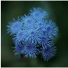 Agerát Aloha modrý - Ageratum Aloha Blue - semená ageráta - 20 ks