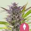 Royal Queen Seeds Cannabis Seeds Green Gelato Feminized 5 ks