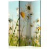 Artgeist Paraván - Daisies - spring meadow [Room Dividers]