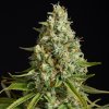 Silent Seeds Classic Cannabis Seeds Amnesia Lemon Feminized 3 ks
