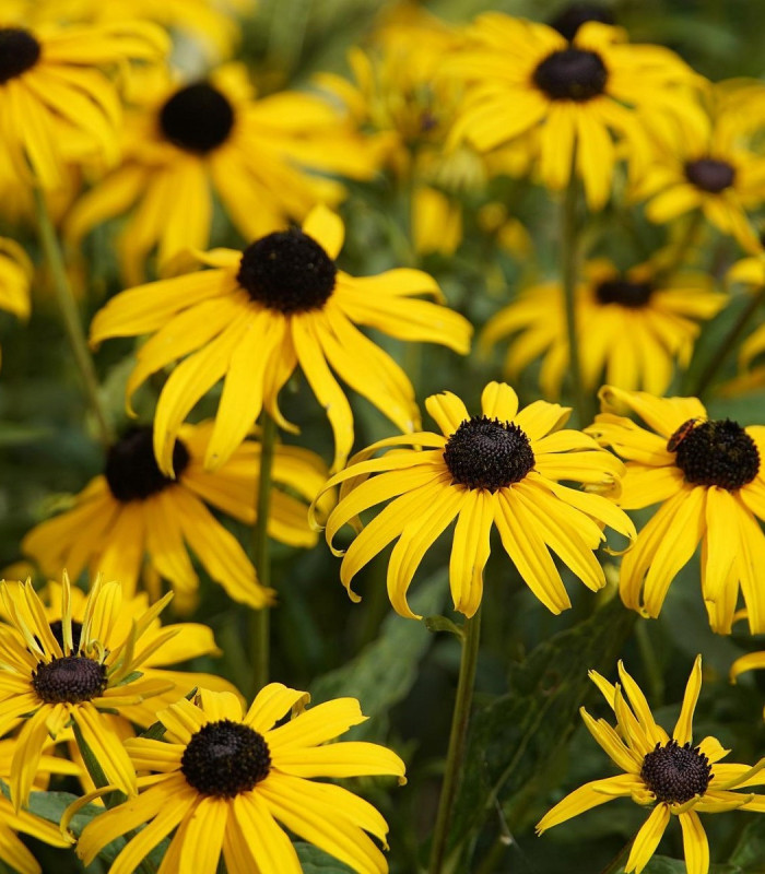 Rudbekia srstnatá - Rudbekia hirta - semená - 400 ks