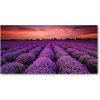 Foto obraz fotografie na skle pole levanduľa 100x50 cm