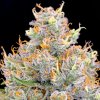 Anesia Seeds - Future #1 10 ks - Semienka neobsahujú THC