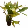 Microsorium pteropus gold sparkle