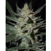 Dutch Passion Blue Auto Mazar® neobsahuje THC 7 ks
