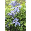 Plamienok alpínsky na špalieri FloraSelf Clematis alpina cca 60 cm kvetináč 6 l