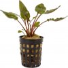 Cryptocoryne becketii