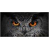 Foto obraz akrylové sklo Oči sovy 100x50 cm