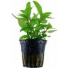 Staurogyne repens v blistru