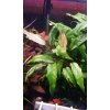 Anubias minima variegata (Košíčková Ø 5,5 cm