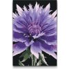 Vymalujsisam.sk Maľovanie podľa čísiel - Kvet nevädze Veľkosť: 20x30cm, Rám: Na plastovej doske