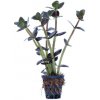 Bacopa salzmannii Purple - košík