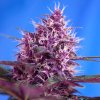 Sweet Seeds - Red Poison Auto 100 ks - Semená neobsahujú THC.