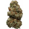 Northern Lights - Tatra Seeds Balenie: 10+3ks