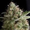 Pyramid Seeds American Pie semena neobsahují THC 50 ks