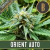 Blimburn Seeds Cannabis Seeds Orient Auto 3 ks
