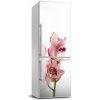 Foto tapeta na chladničku Ružová orchidea 60x180 cm