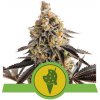 Royal Queen seeds Cookies Gelato Automatic neobsahují THC 10 ks