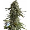 Fast Buds Cannabis Seeds Skunk Auto 3 ks
