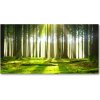 Foto obraz akrylový na stenu Les slnko 100x50 cm