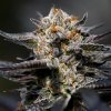 Anesia Seeds - Calypso Sunrocks 5 ks - Semienka neobsahujú THC
