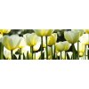 DIMEX | Fototapeta do kuchyne Biele tulipány KI-180-009 | 180 x 60 cm | zelená, biela, žltá + Samolepiace fototapety do kuchyne DIMEX Biele tulipány KI-180-009 v rozmere 180 x 60 cm